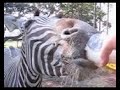 Zebra Drinking Miller Light Zebra Drinking Miller Light