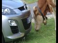 Icon for Post #2010 Mazda CX-7 Facelift Promo