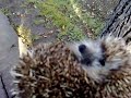 Hedgehog in Hodmezovasarhely