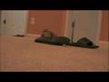 Charlie the shoe thief
