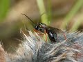 Parasite wasp (Braconidae) Parasite wasp (Braconidae)