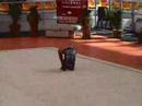 andrea cicero // IDEY YUCATAN // pelota // clase IA andrea cicero // IDEY YUCATAN // pelota // clase IA