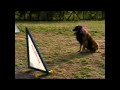 Agility Dogs Agility Dogs