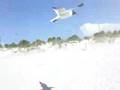 Seagull-Attack