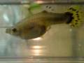 Guppy fish giving birth while taking a shit, eats the babies 