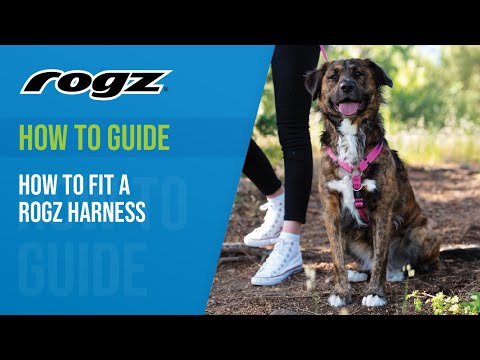 how to fit puppy harness