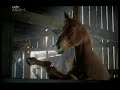 Kelloggs Nutri Grain - Horses Kelloggs Nutri Grain - Horses