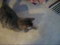 videos de My kitten Keiko playing