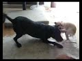 gaja and paxx playing1