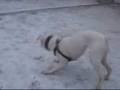 Bulldog Americano video