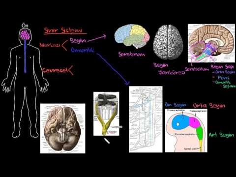 Bilim Olarak Psikolojinin Yapısı, Nesne ve Konusu Bilim Olarak Psikolojinin Yapısı, Nesne ve Konusu