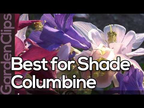 how to grow aquilegia