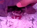 Hamster Give Birth