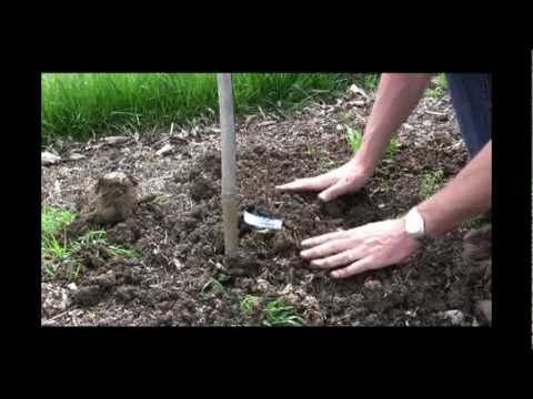 how to replant a vine