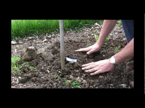 how to grow wine grapes