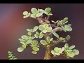 Rare MIni Yoga & Meditation Bonsai Collection