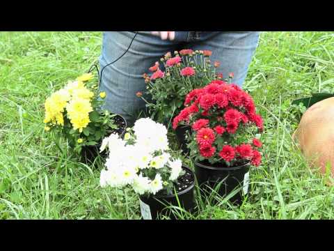 how to fertilize mums in pots