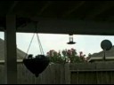 hummingbirds lock pills hummingbirds lock pills