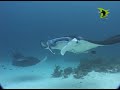 Manta On Parade , underwater studios Manta On Parade , underwater studios
