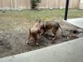 Sable & Kayla--PLAYING!