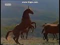 Yarraman - Movie The Silver Brumby Yarraman - Movie The Silver Brumby