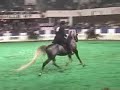 US Arabian English Pleasure Open FINAL (1 of 2)