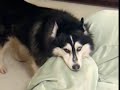 smosh-tribute-a-funni-vidio.html