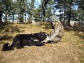 Kantarells�k instruktionsvideo: hund