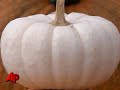 Pumpkin Farmers Welcome Fall With Crops