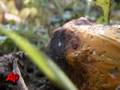 Pumpkin Farmers Welcome Fall With Crops