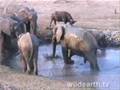 Elephant Bulls @ Gowrie