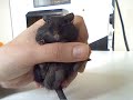 Gerbil