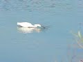 snowy egret's unusual fishing technique