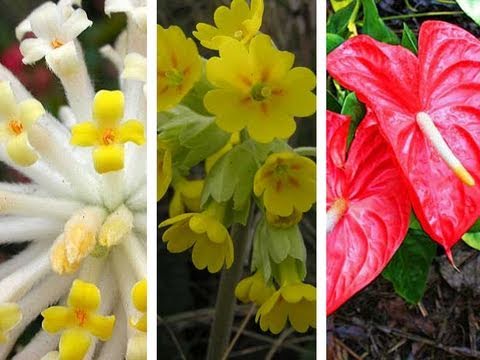 how to care for convolvulus cneorum