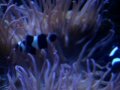 A tão esperada simbiose aconteceu no meu reef, entre Black Ocellaris e Anêmona Long Tentacle Purple 
