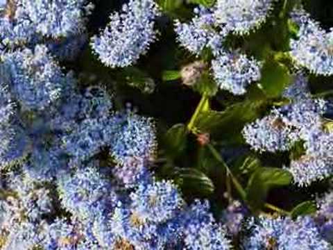 Impressions Of Spring