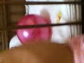 kaera kaera