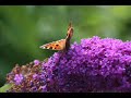 diapresentatie-dagvlinders-op-muziek-marco-borsato-vlinder.html