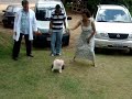 Malu Poodle usando VetCar - Aparelho de Fisioterapia Vet.