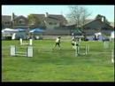 AKC Agility Trial - Vallejo DTC