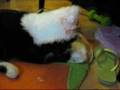 videos de Hime Kitty Hat