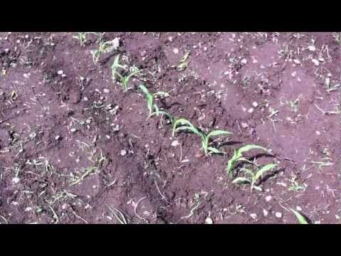 how to replant corn