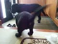 ジャンプする瑞希