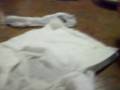 The aftermath of supidity