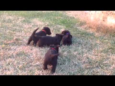 Mo and his brothers from Kansas!