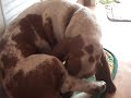 My Houndz Mojo and Pazzy