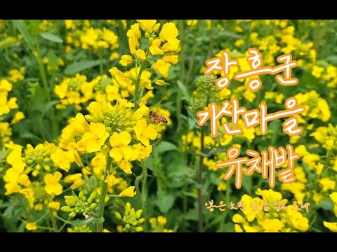 봄은 노란 옷을 입고 오네 "장흥군 기산마을 유채밭"