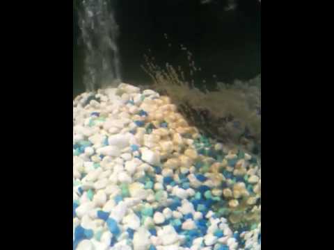 how to fertilize flowerhorn eggs