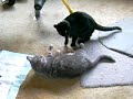 Pook And Saav - Catfight!