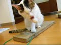 kawaii tabasa !